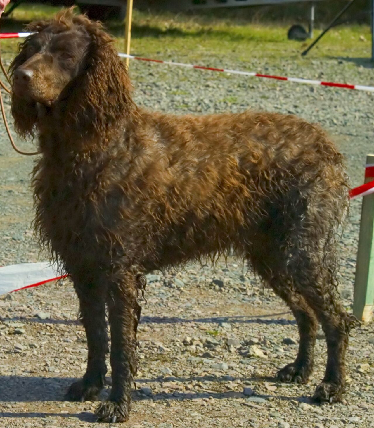 Pont-Audemer Spaniel dog
