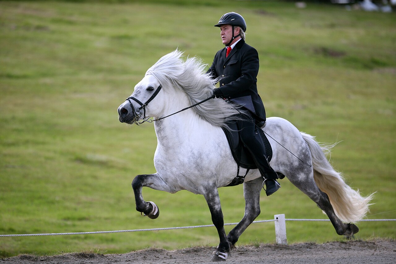 Icelandic horse with a thick double coat