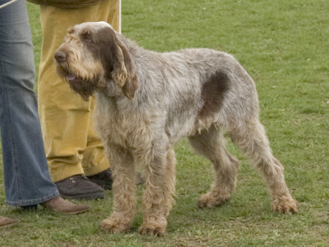 Spinone Italiano dog