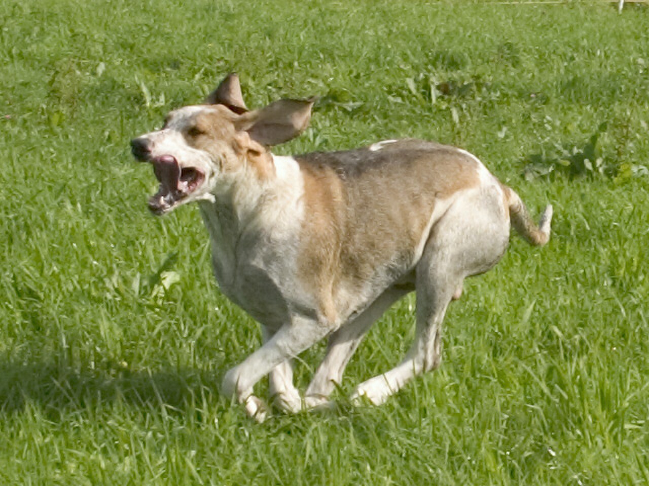 Grand Anglo-Français Blanc et Orange dog
