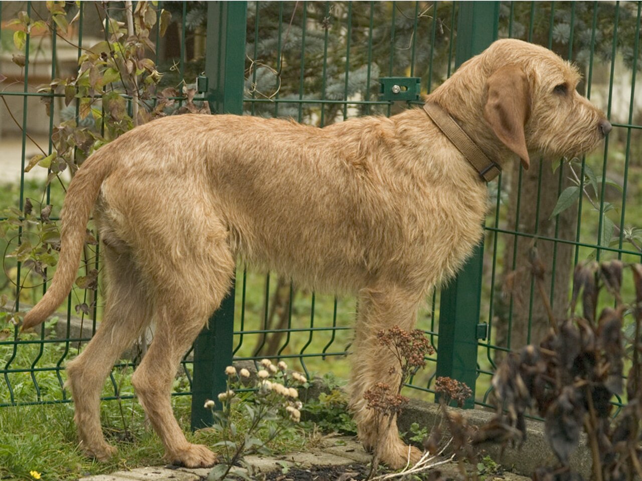 Griffon Fauve de Bretagne dog