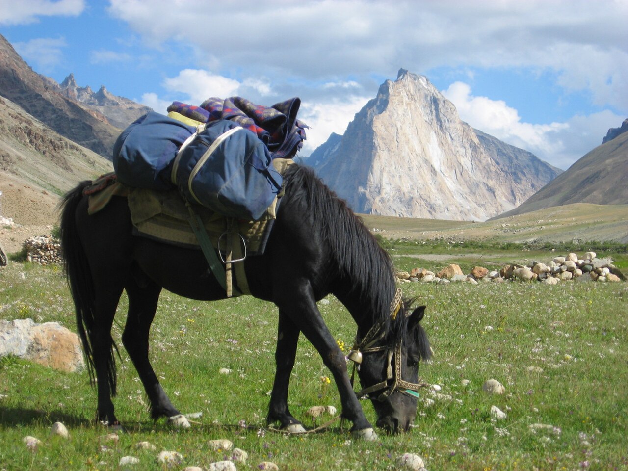 Zanskari pony in the high mountains of Ladakh