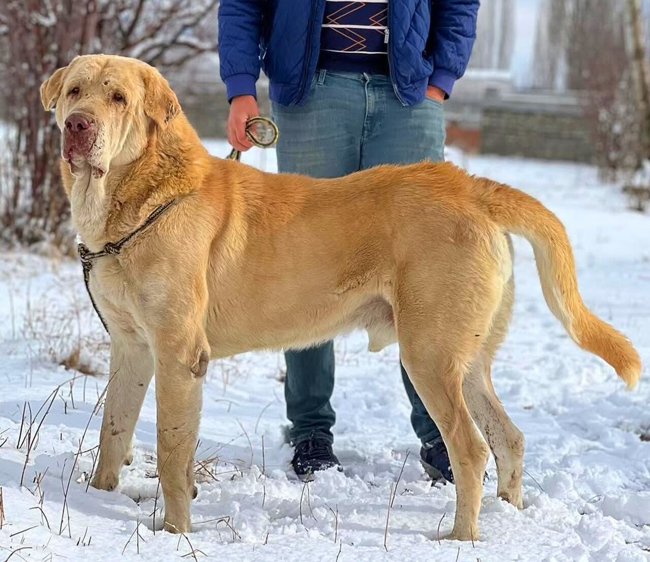 Kurdish Mastiff dog