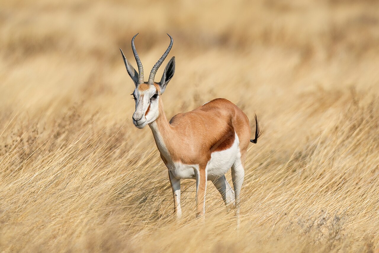 Springbok