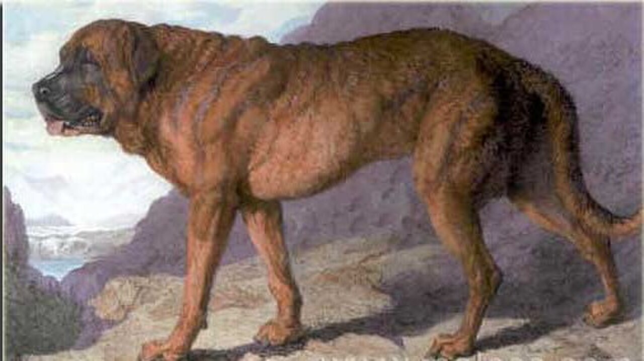 Alpine Mastiff dog