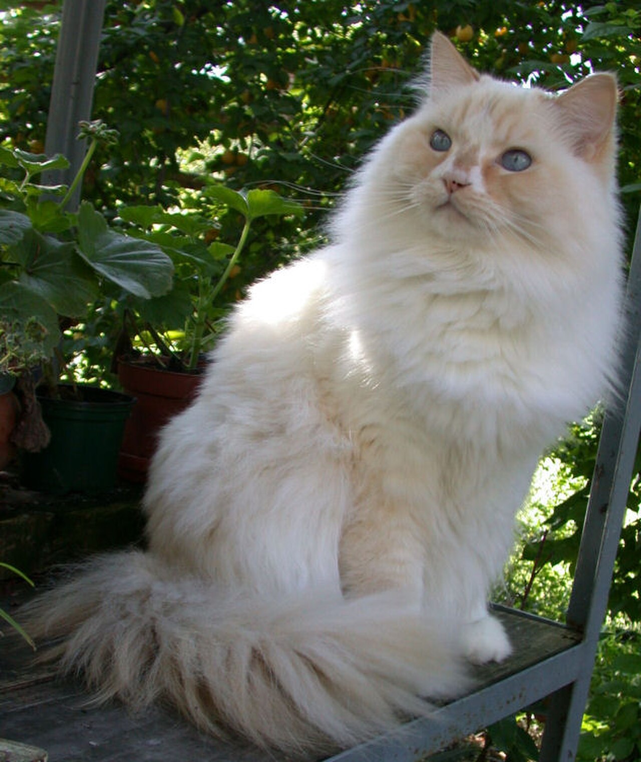 Ragamuffin cat cat