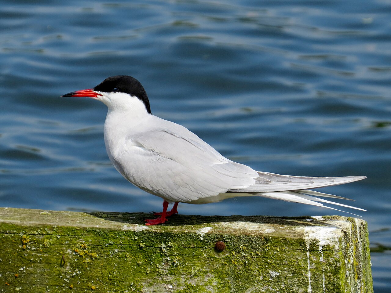 Common tern
