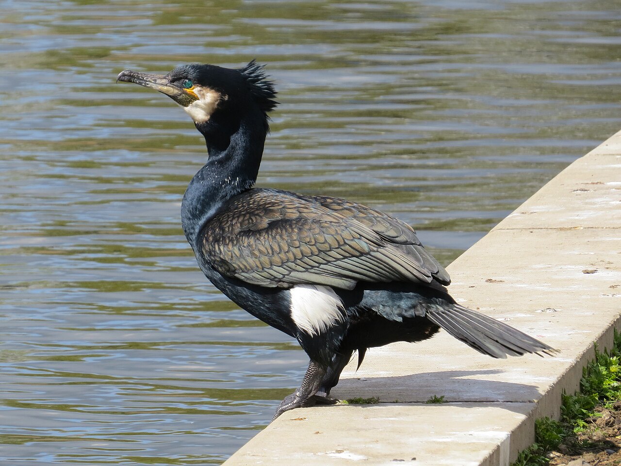 Great cormorant