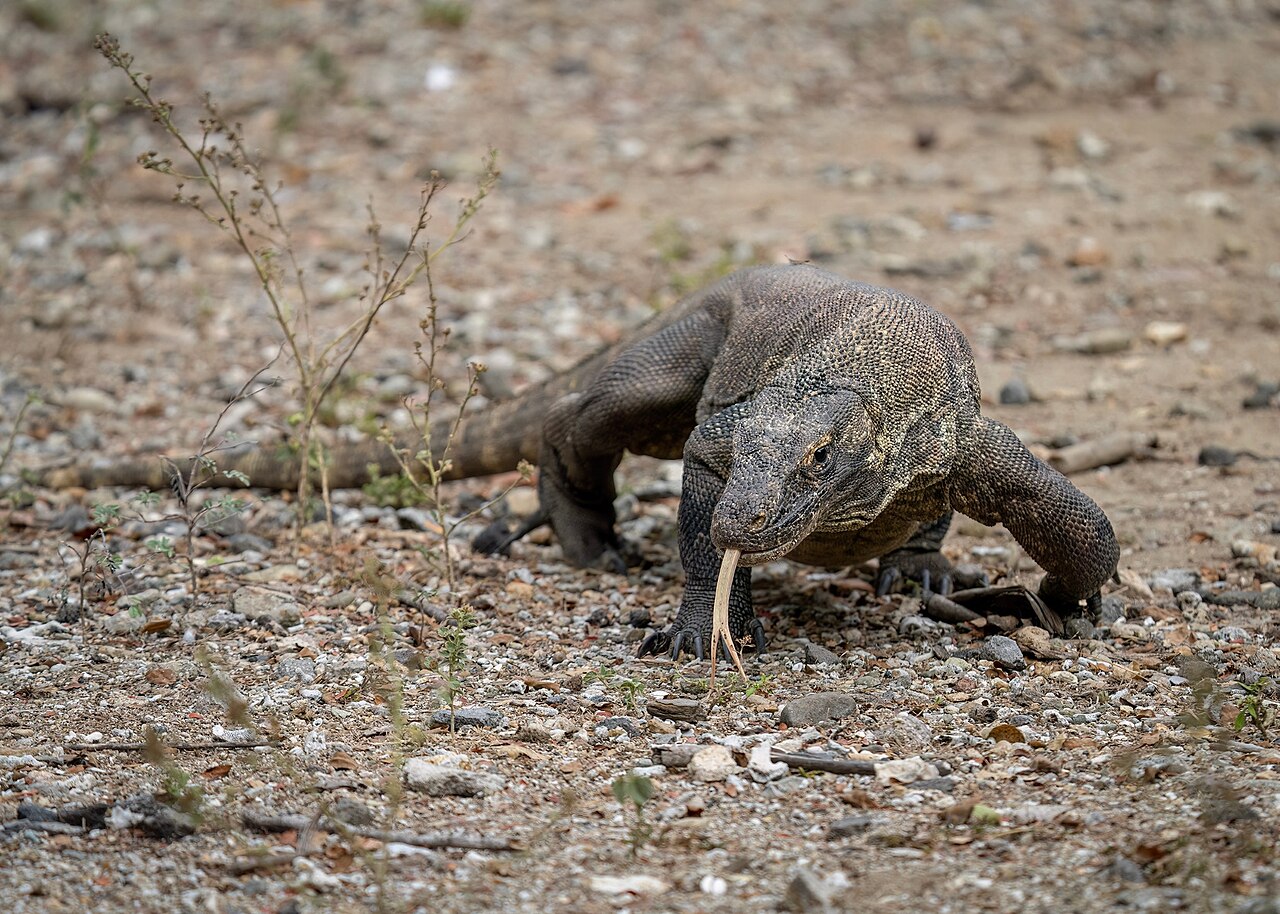 Komodo dragon