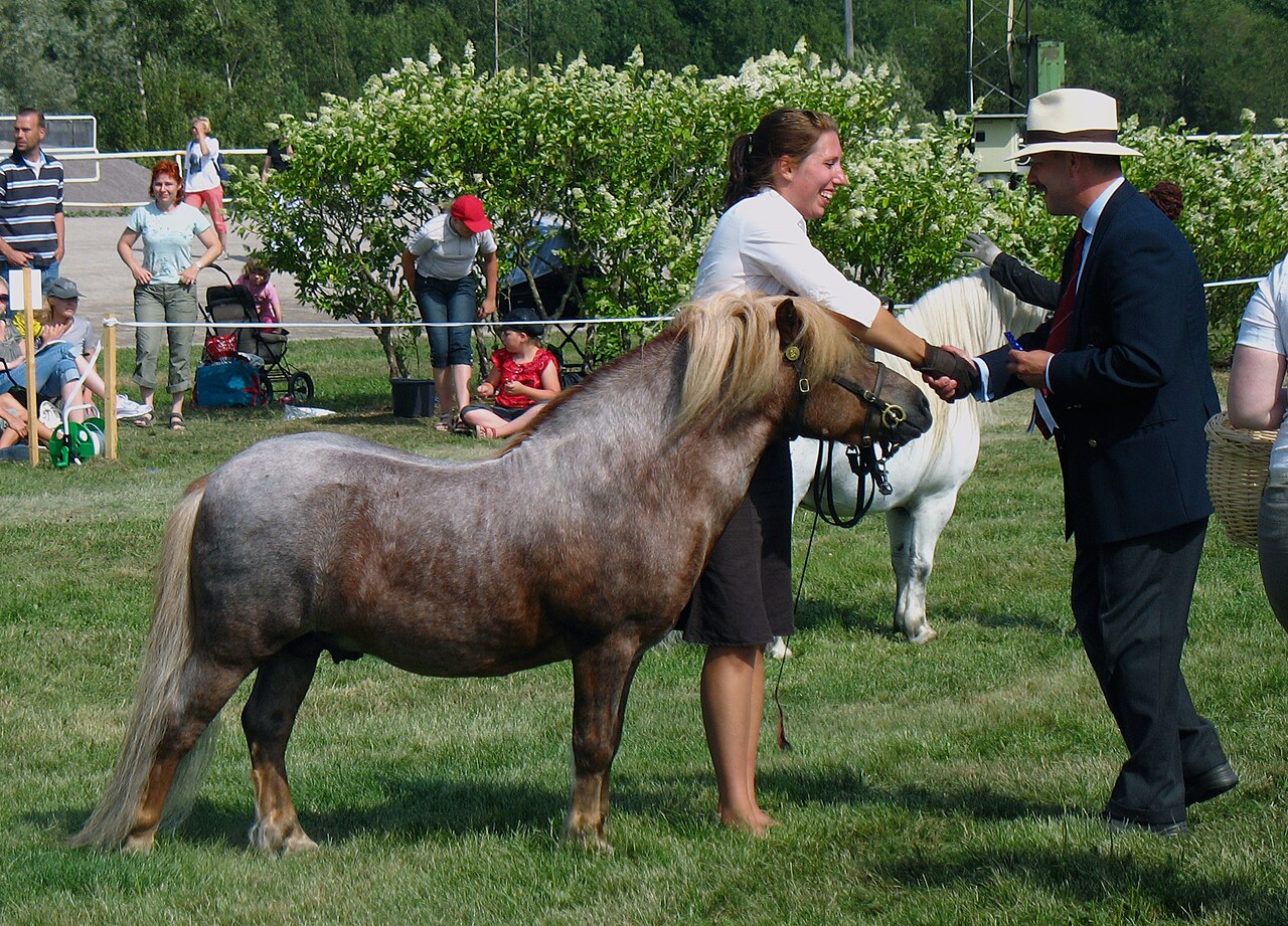 Small, stocky Shetland pony standing