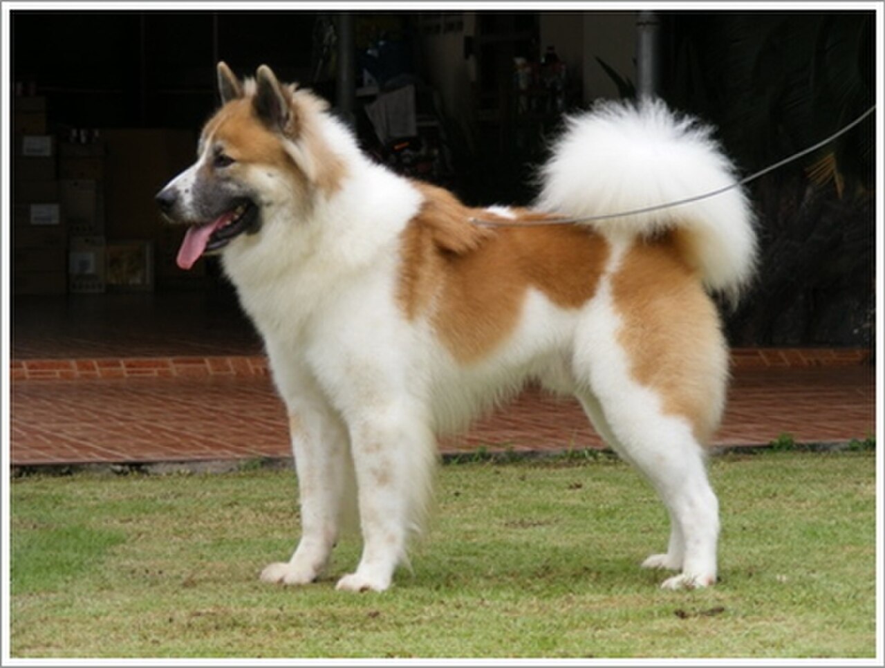 Thai Bangkaew Dog dog