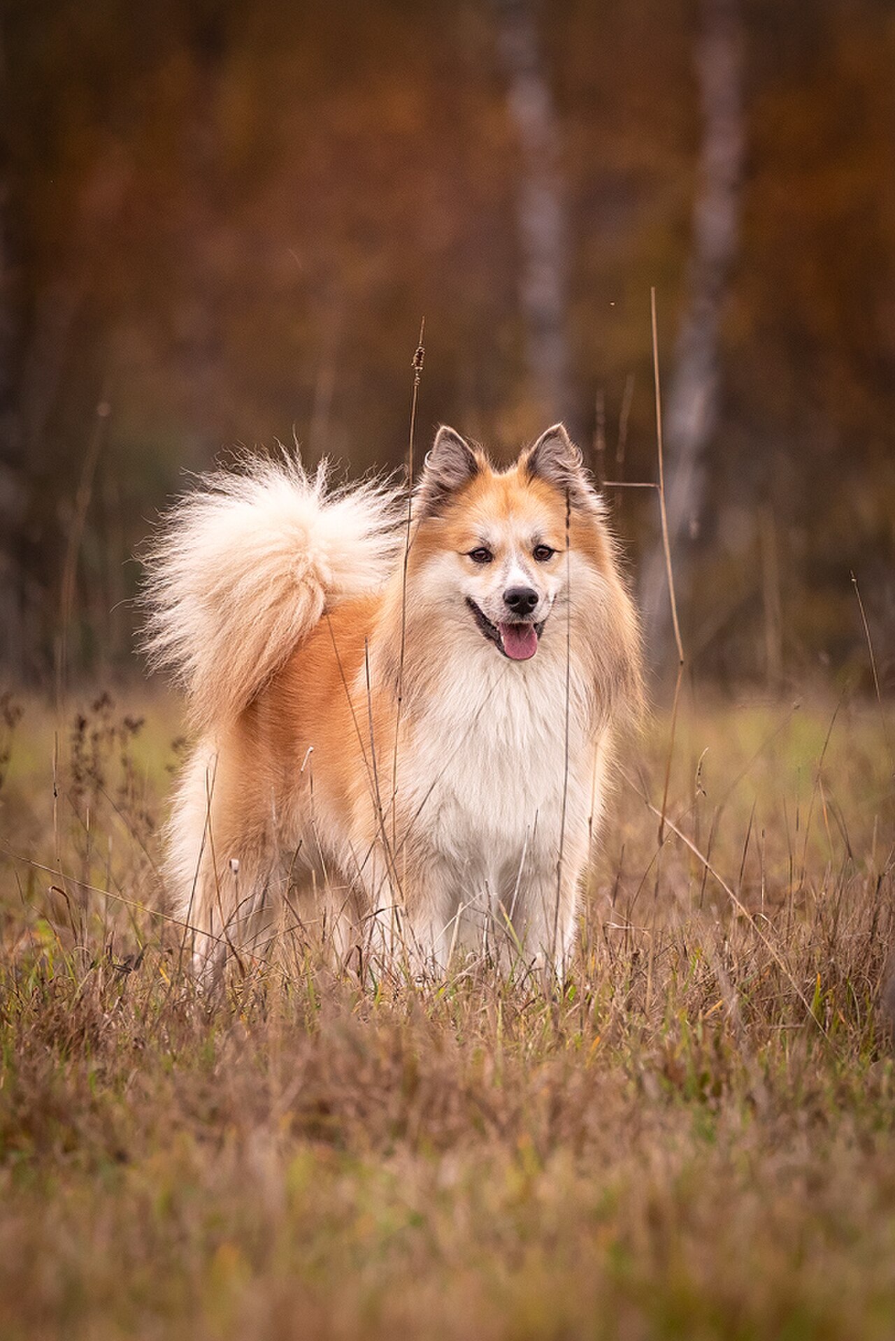 Nenets Herding Laika dog