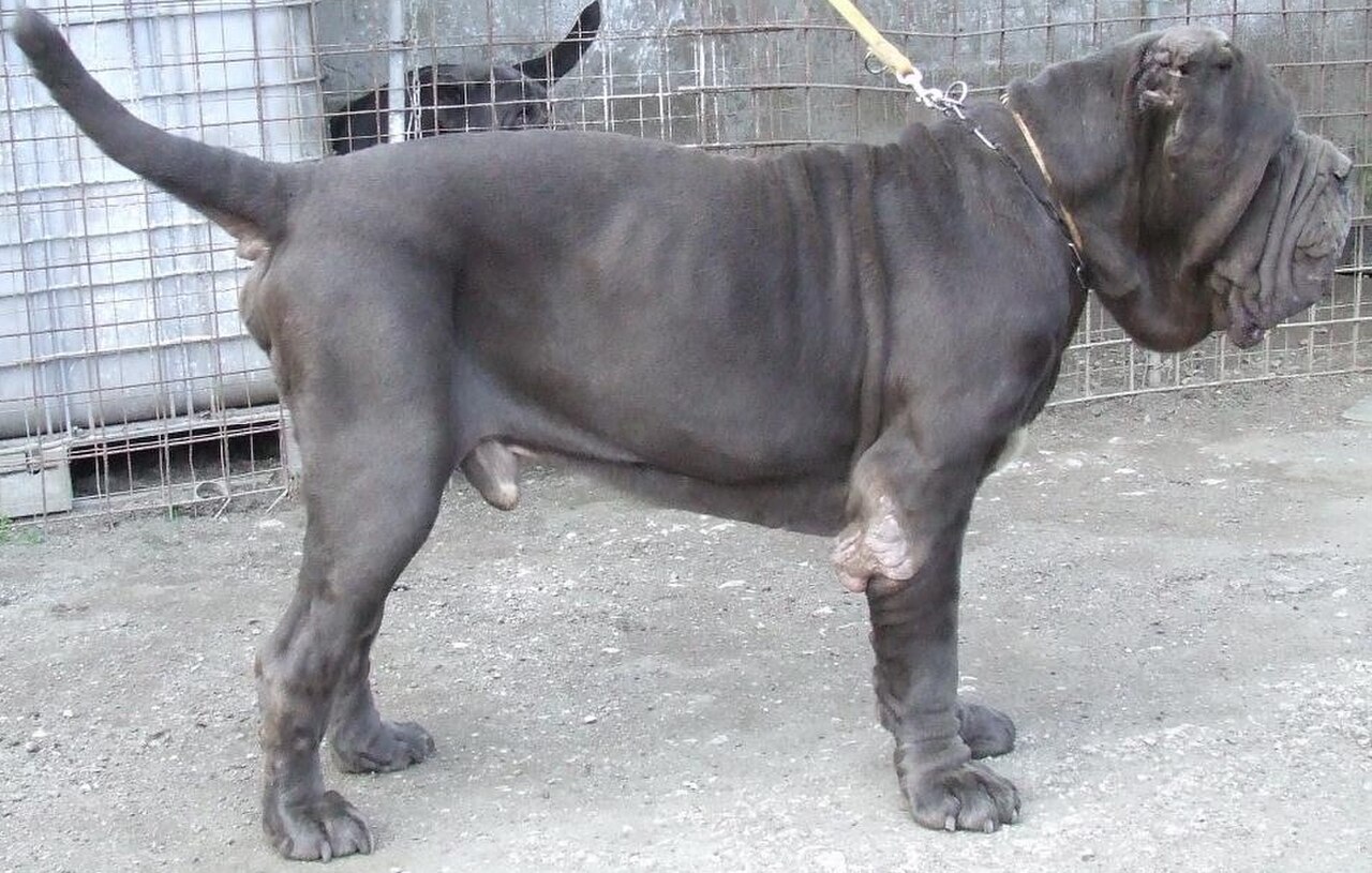 Neapolitan Mastiff dog