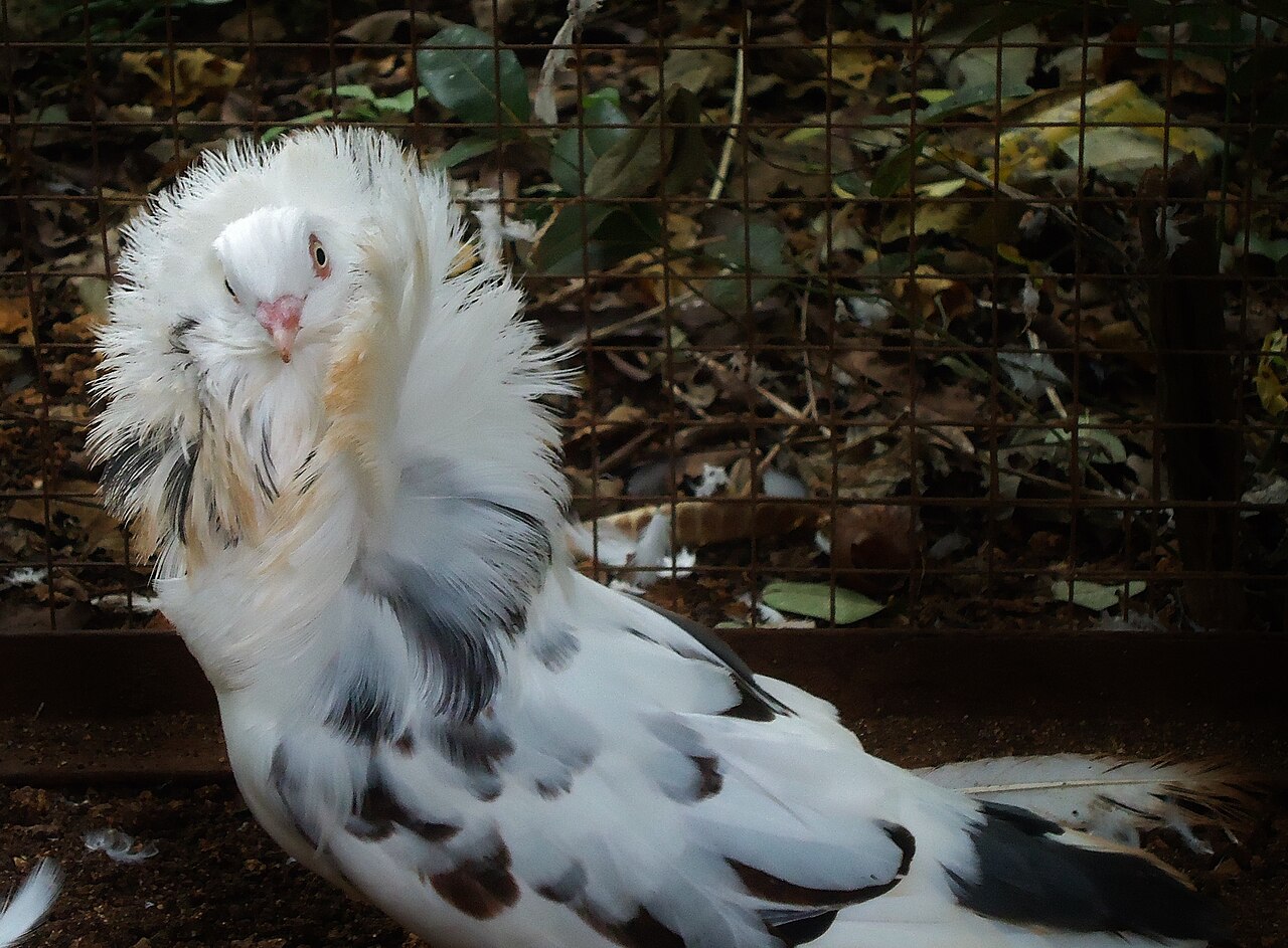 Jacobin pigeon