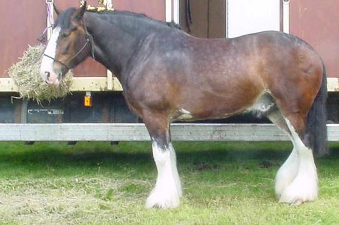 Shire draft horse, one of the tallest horse breeds