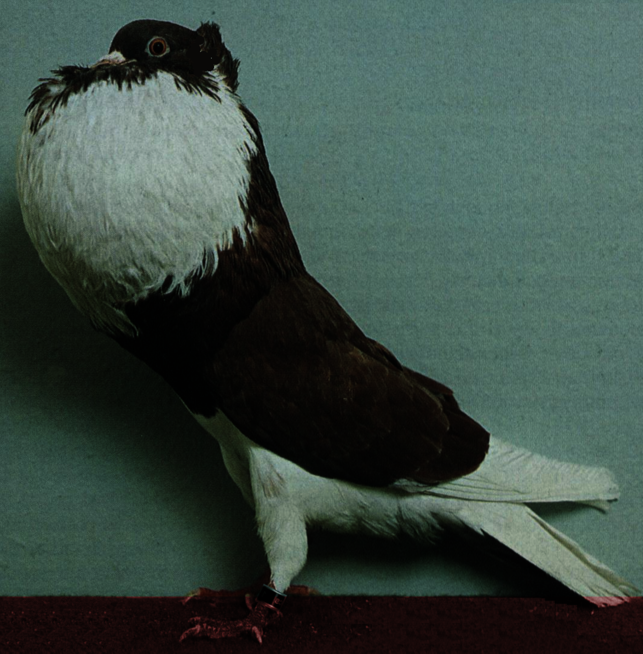 Aachen Cropper pigeon