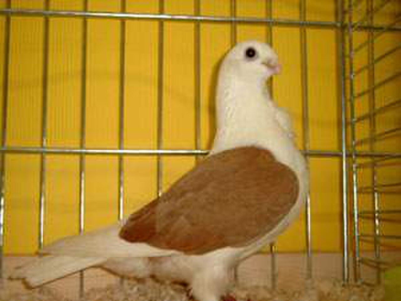 Aachen Lacquer Shield Owl pigeon