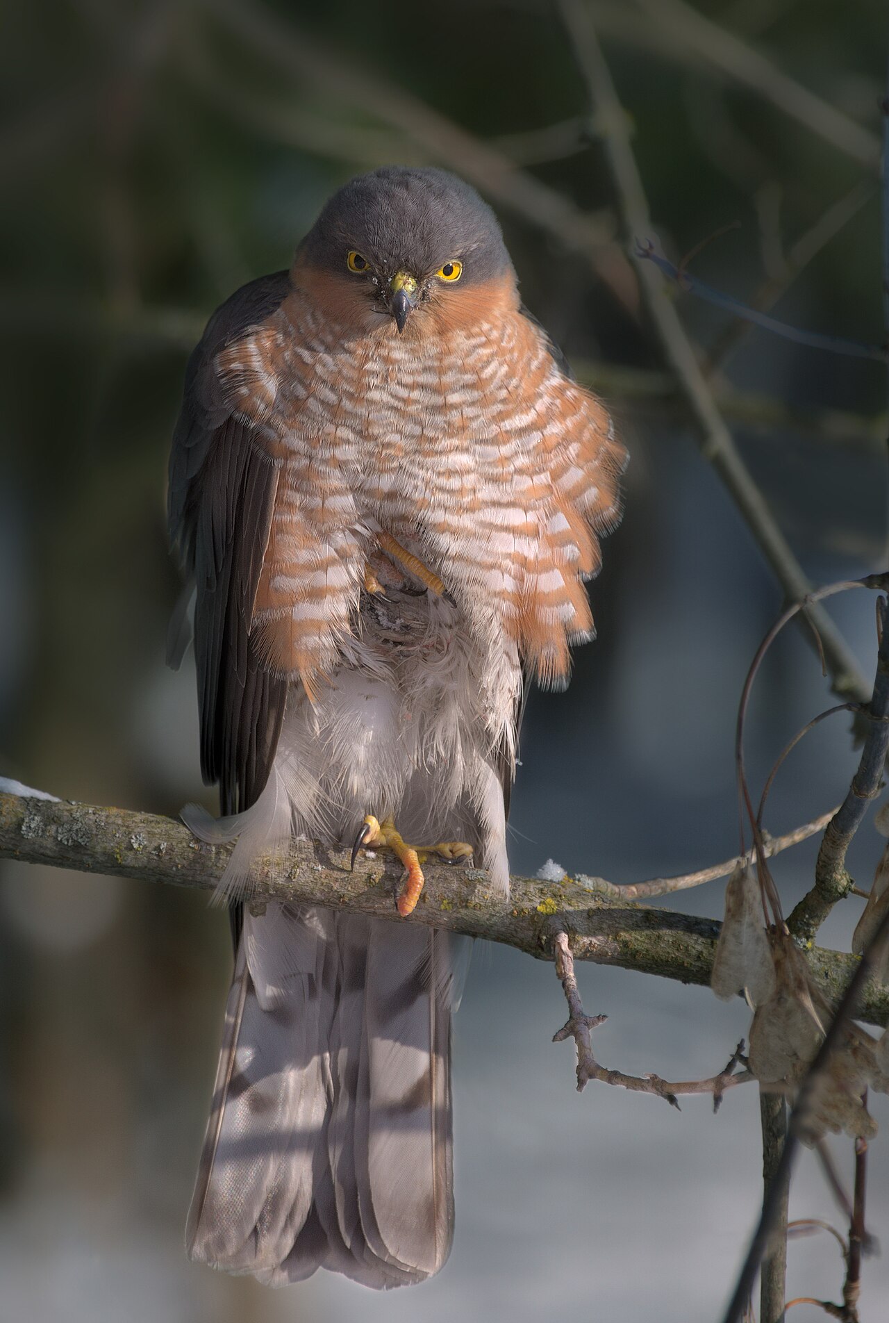 Eurasian sparrowhawk