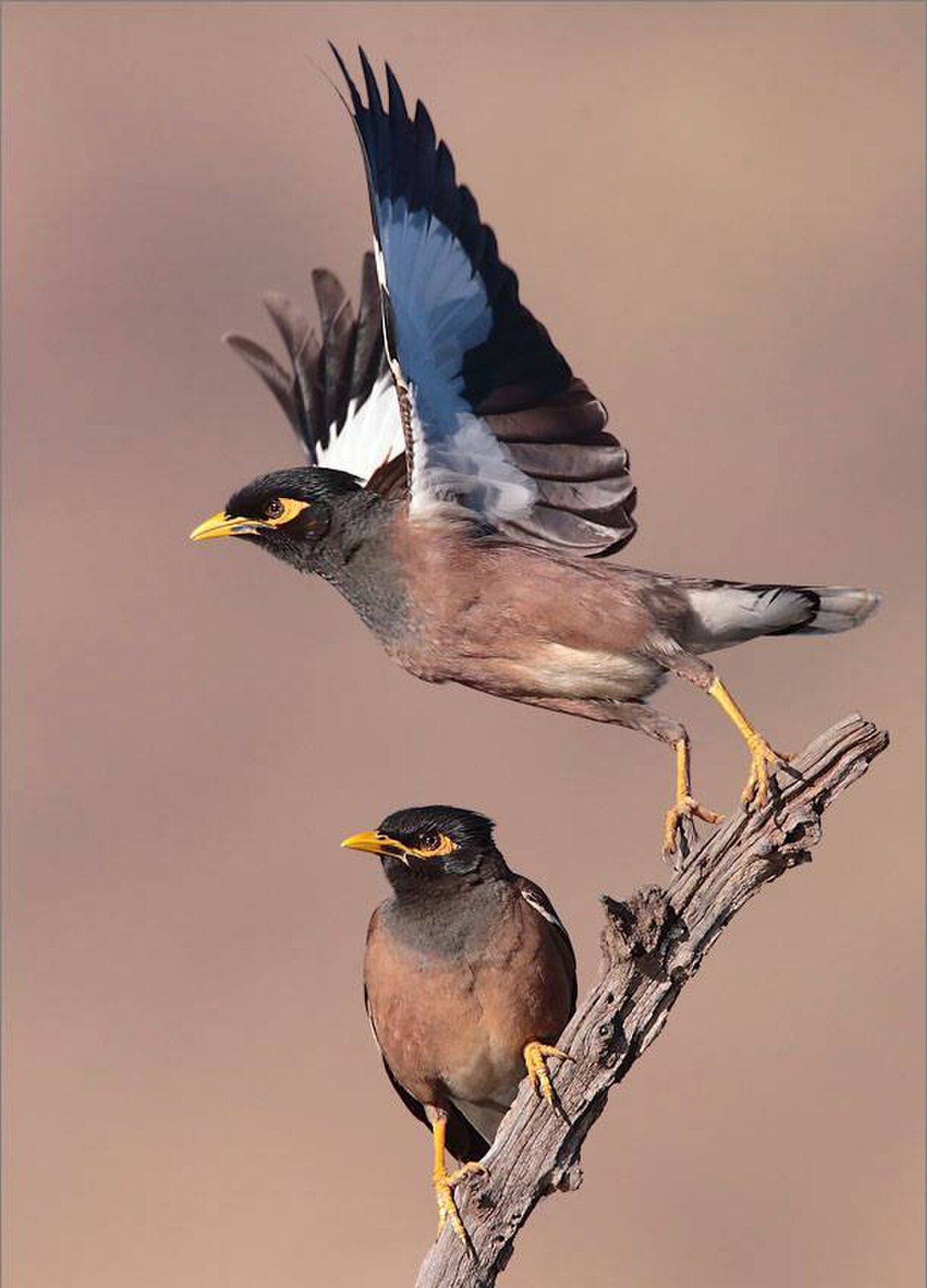 Common myna