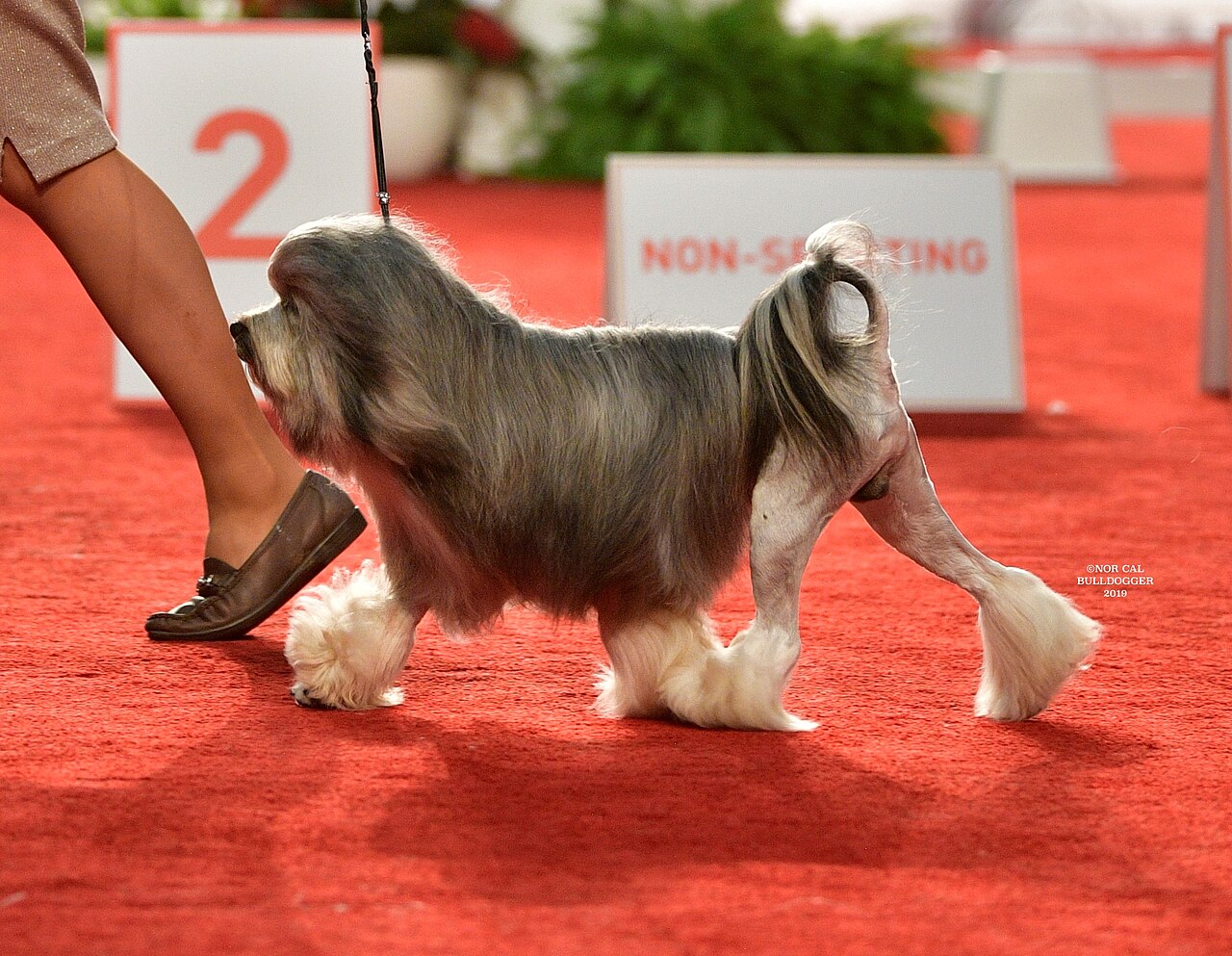 Löwchen dog