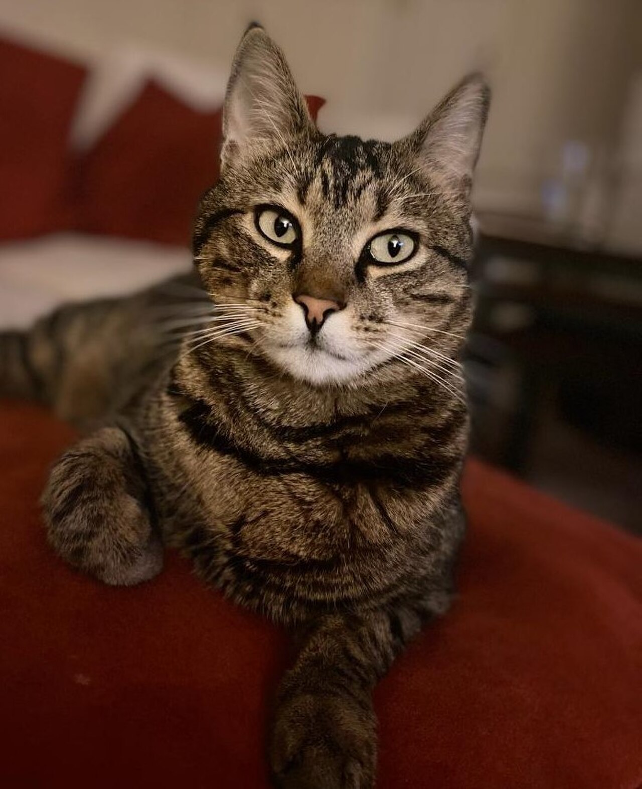 Aegean cat cat