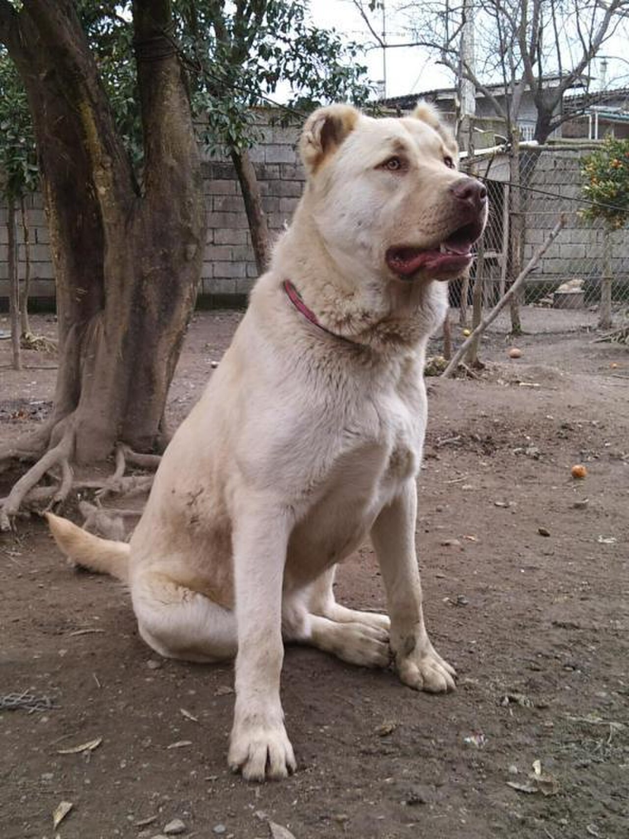 Kuchi dog dog