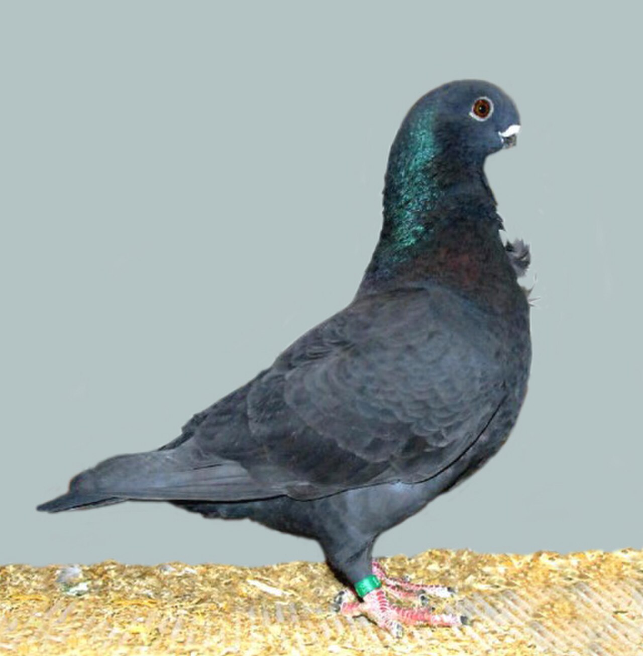 African Owl pigeon