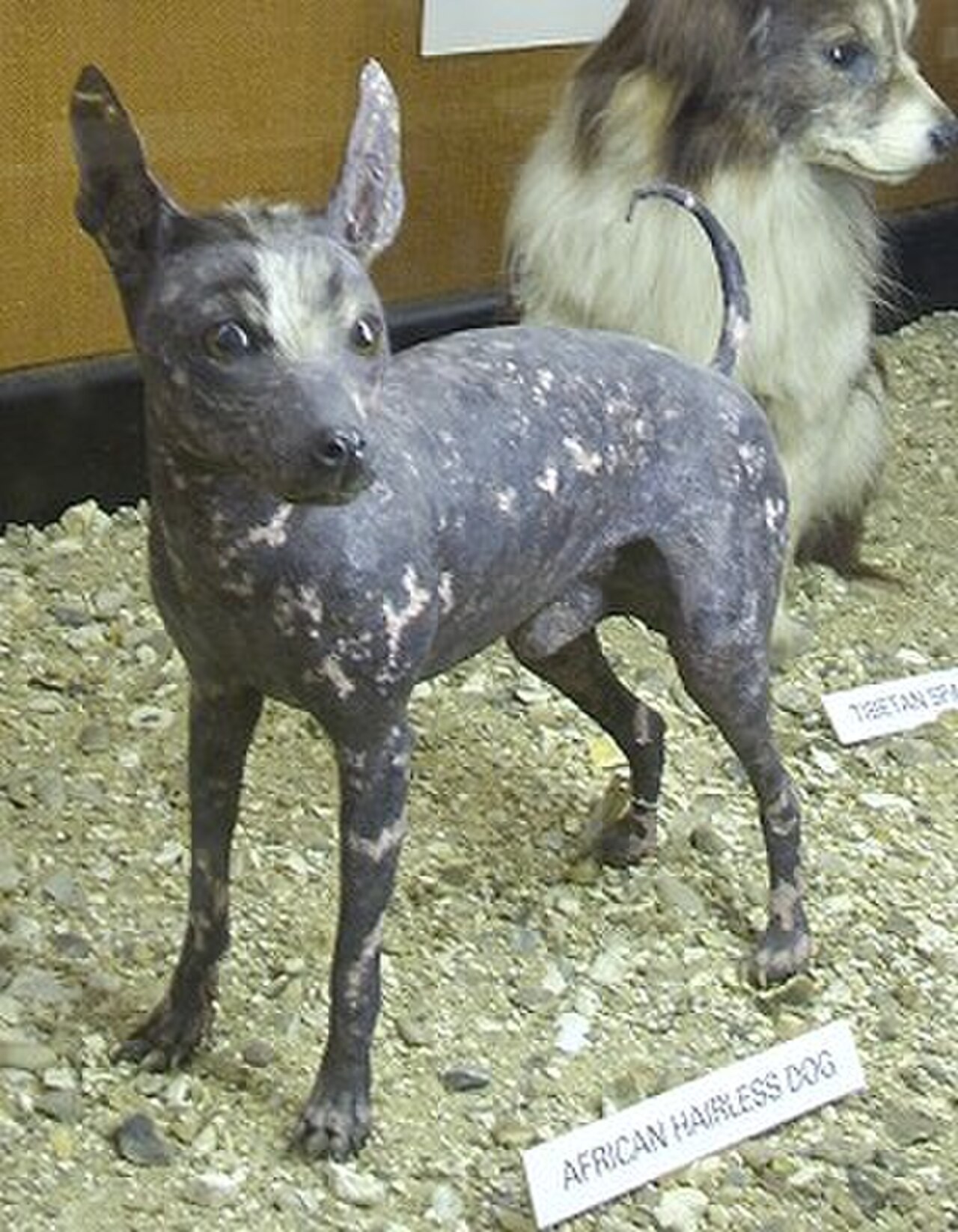 Abyssinian sand terrier dog
