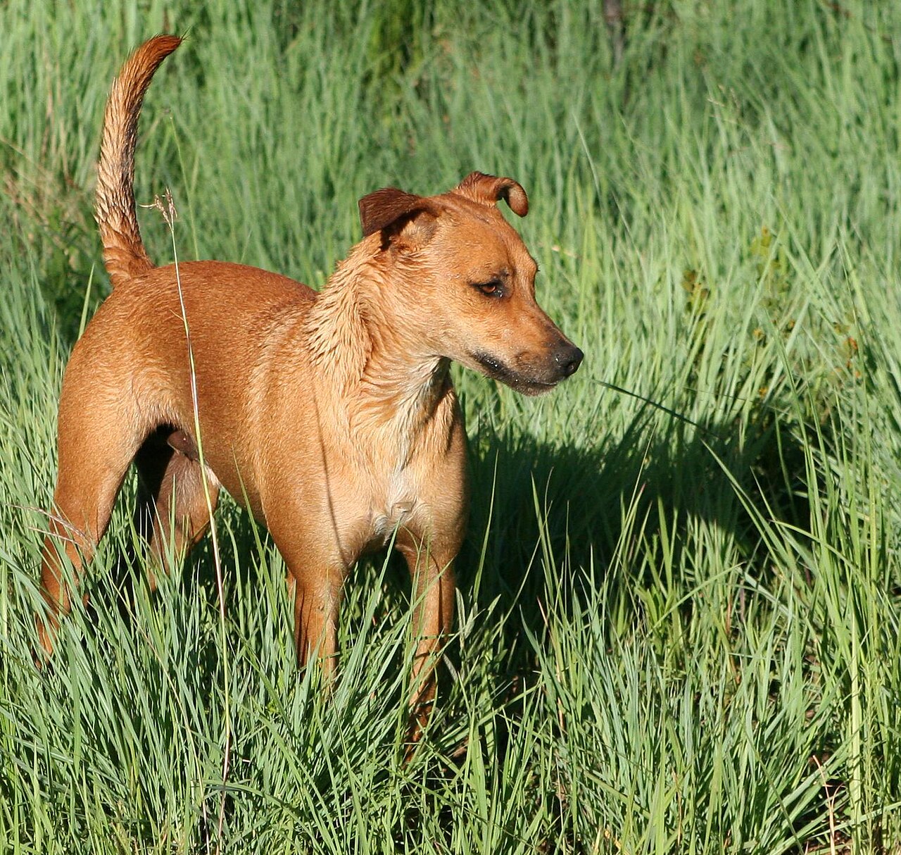 Africanis dog