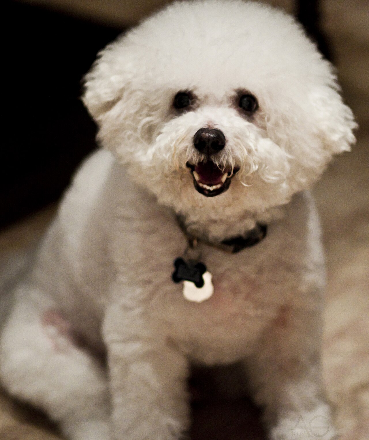 Bichon dog