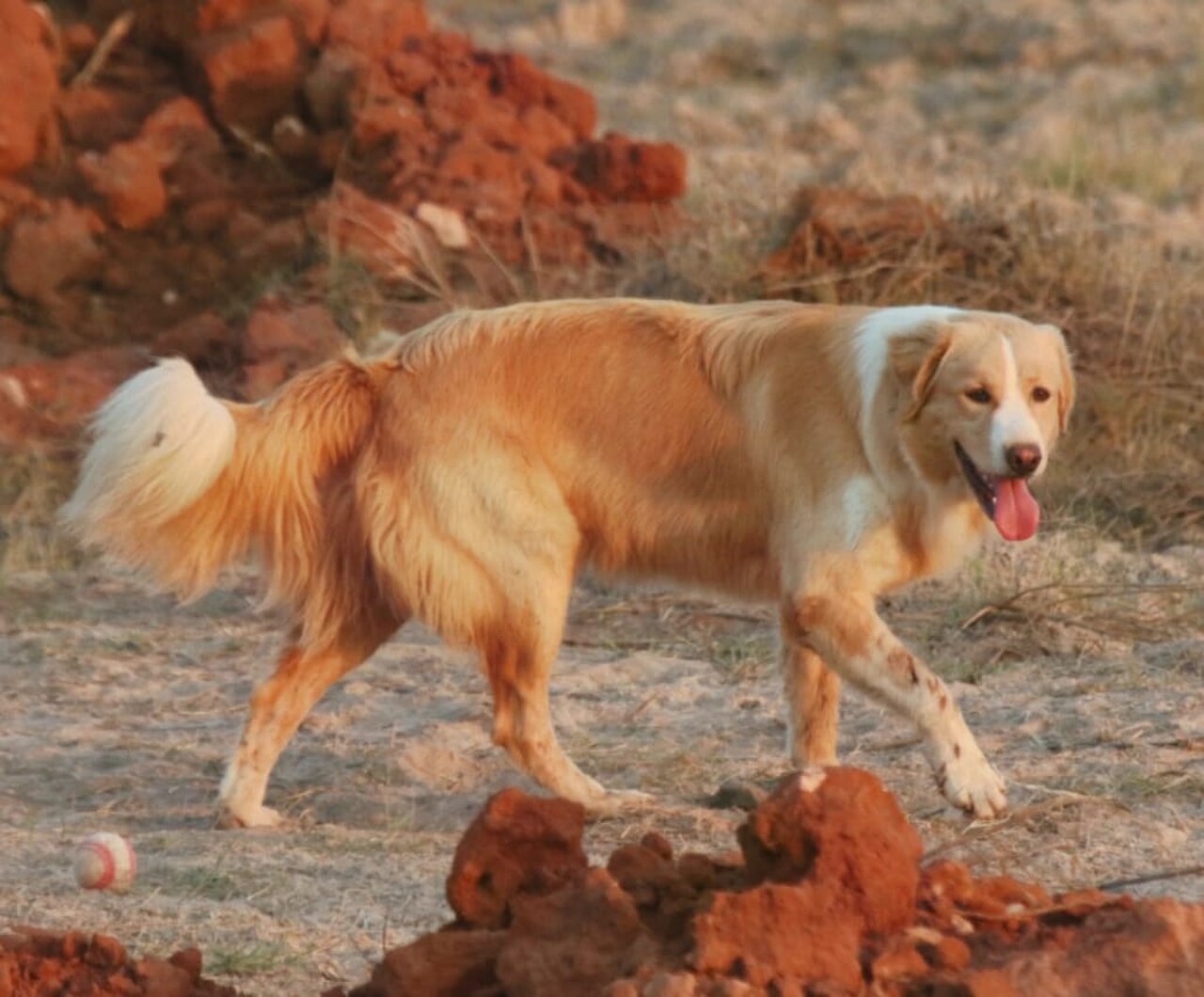 Aidi dog