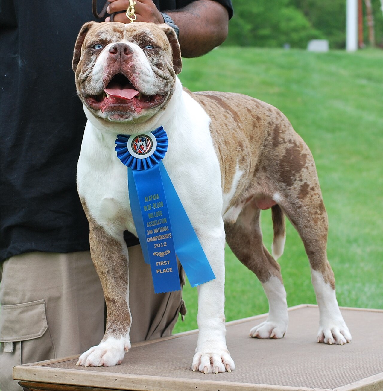 Alapaha Blue Blood Bulldog dog