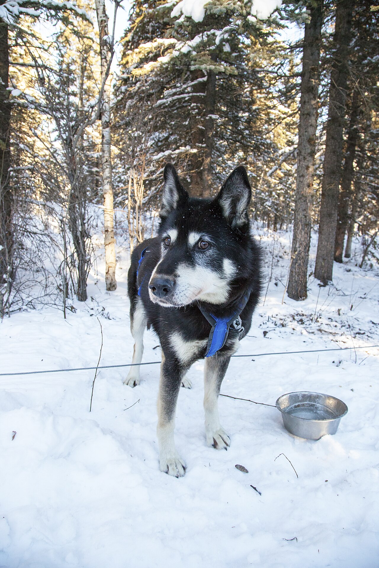 Alaskan husky dog