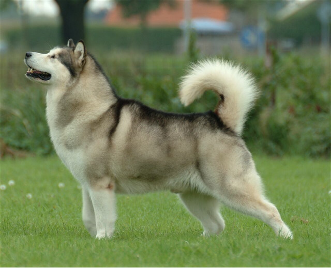 Alaskan Malamute dog