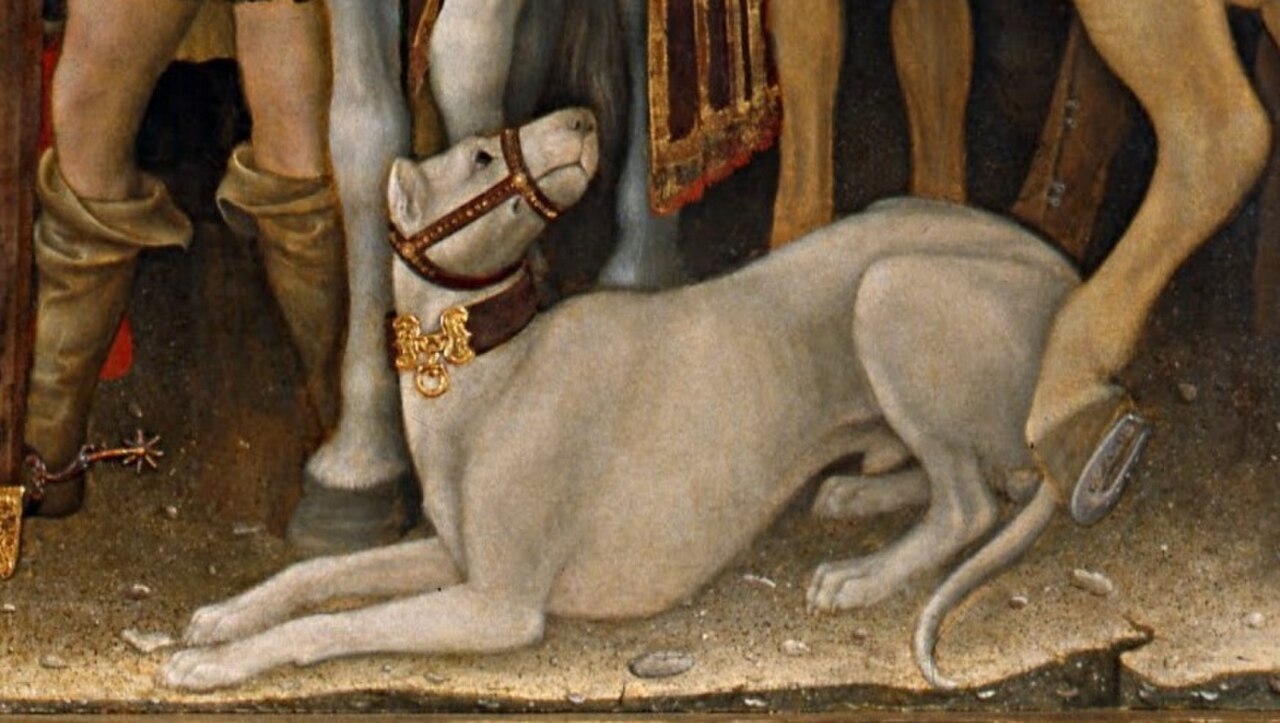 Alaunt dog