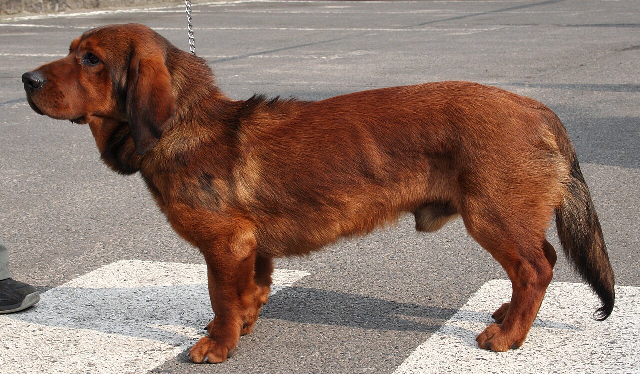 Alpine Dachsbracke dog