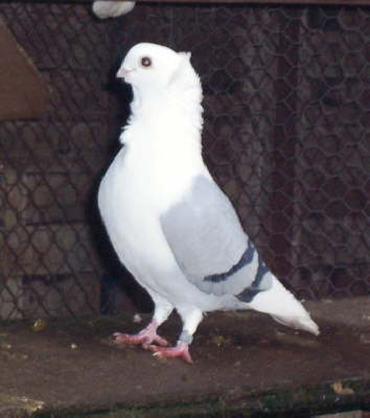 Old German Owl pigeon