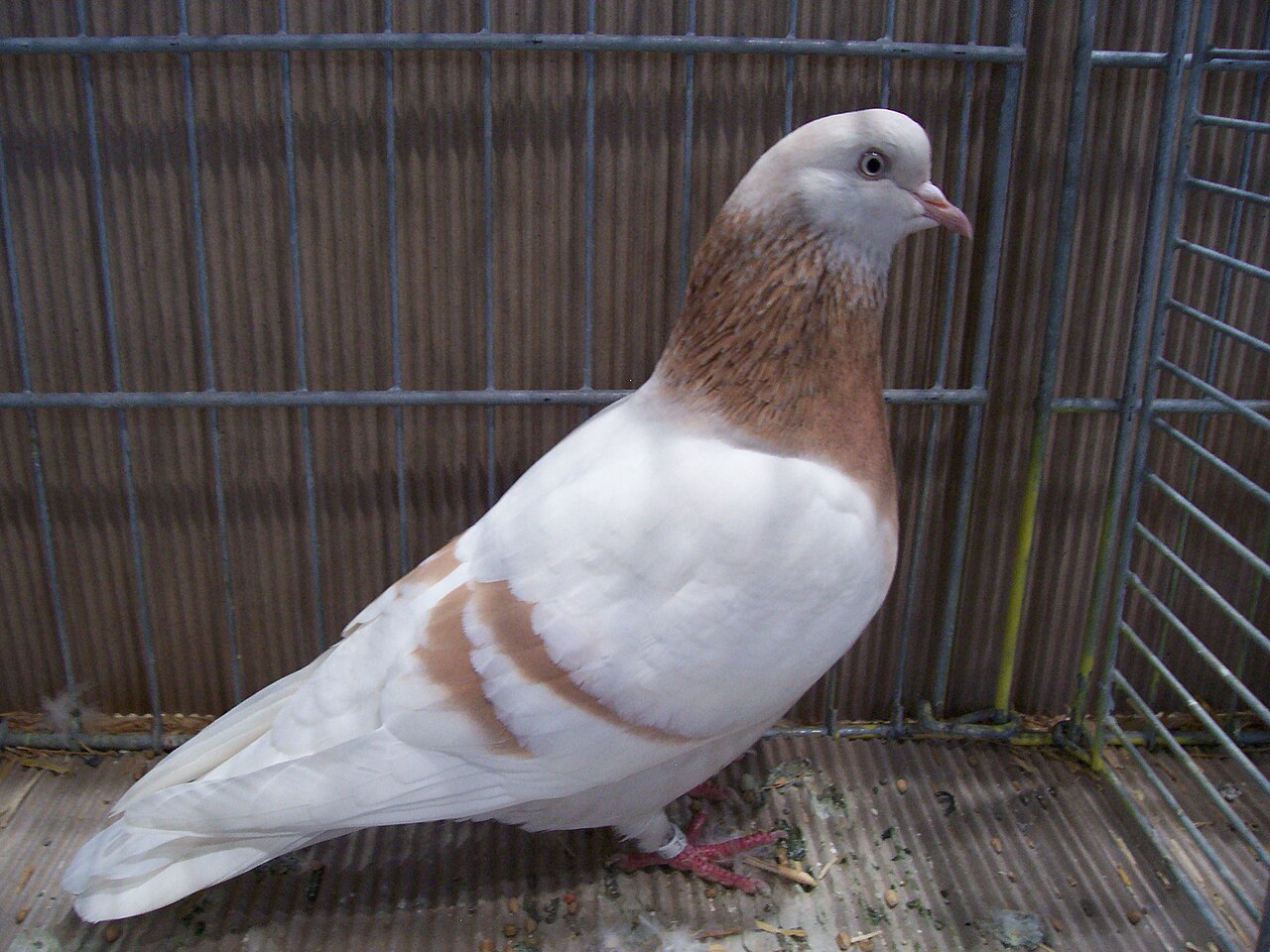 Altenburg Trumpeter pigeon