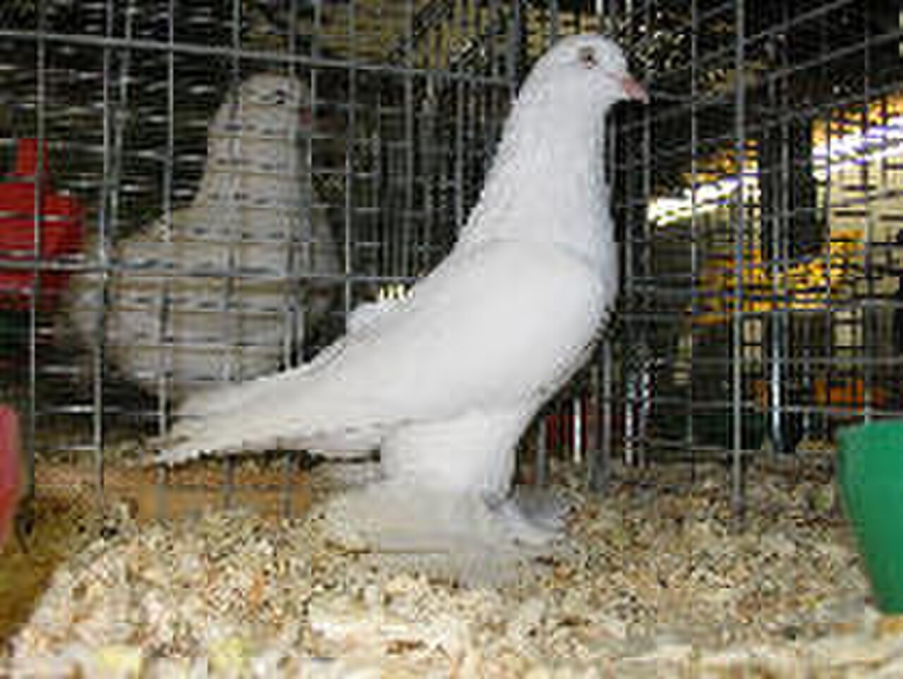 Old Dutch Tumbler pigeon
