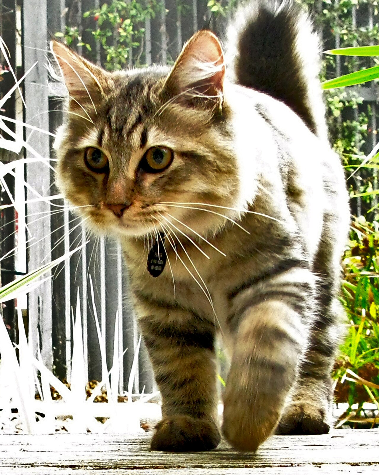 American Bobtail cat