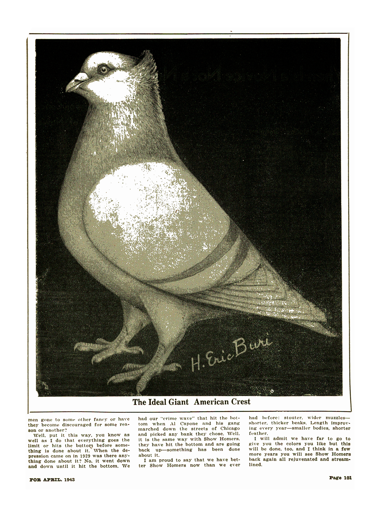 Giant American Crest pigeon