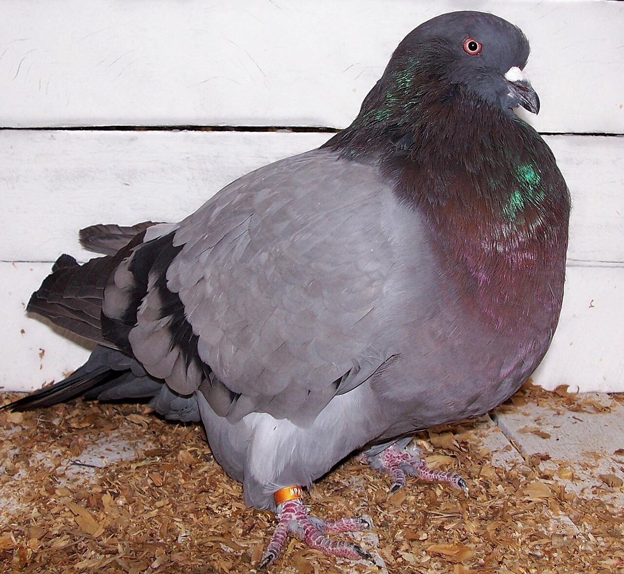 Giant Runt pigeon