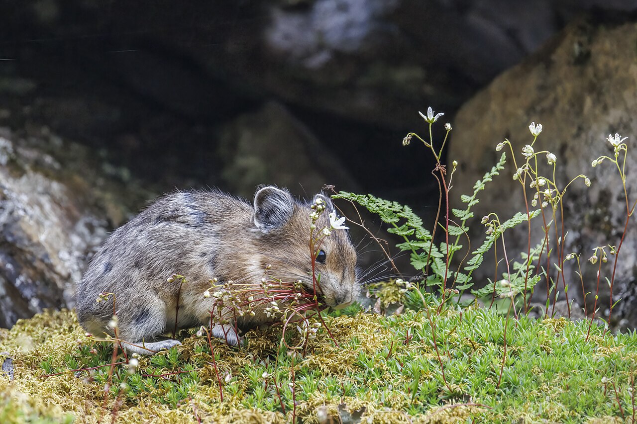 Pika