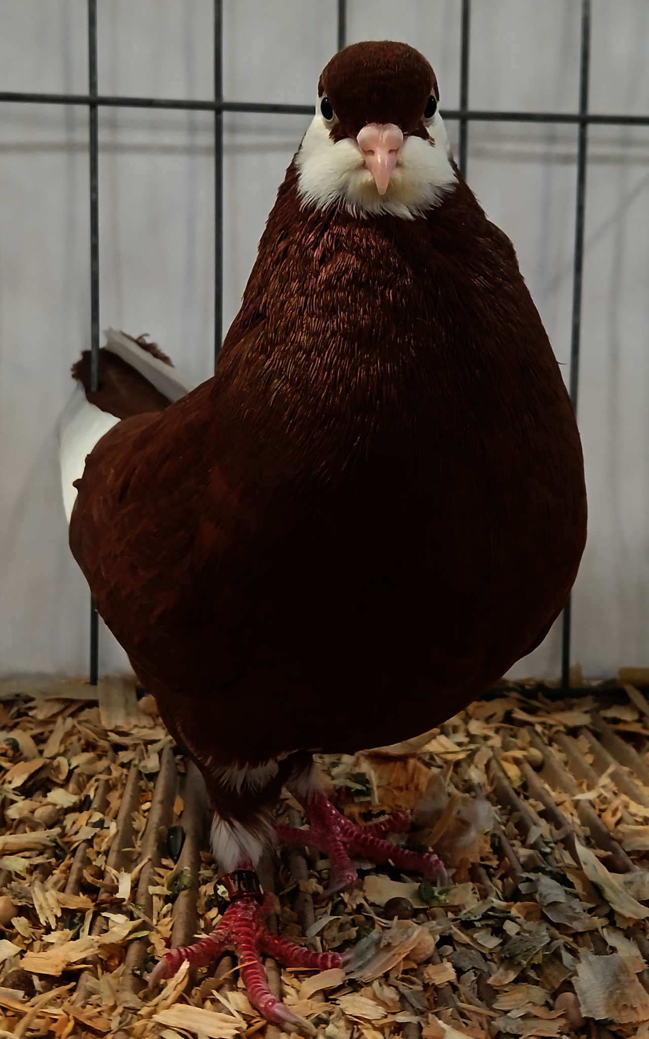 American Roller pigeon