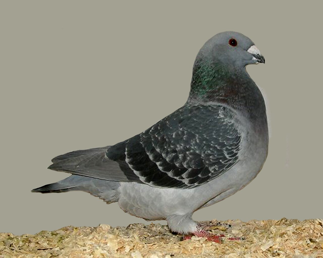 American Show Racer pigeon