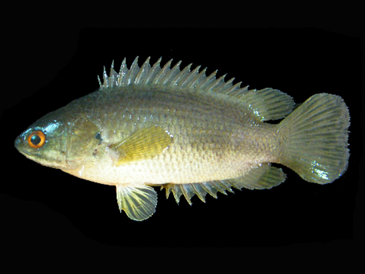 A photo of a Climbing Perch
