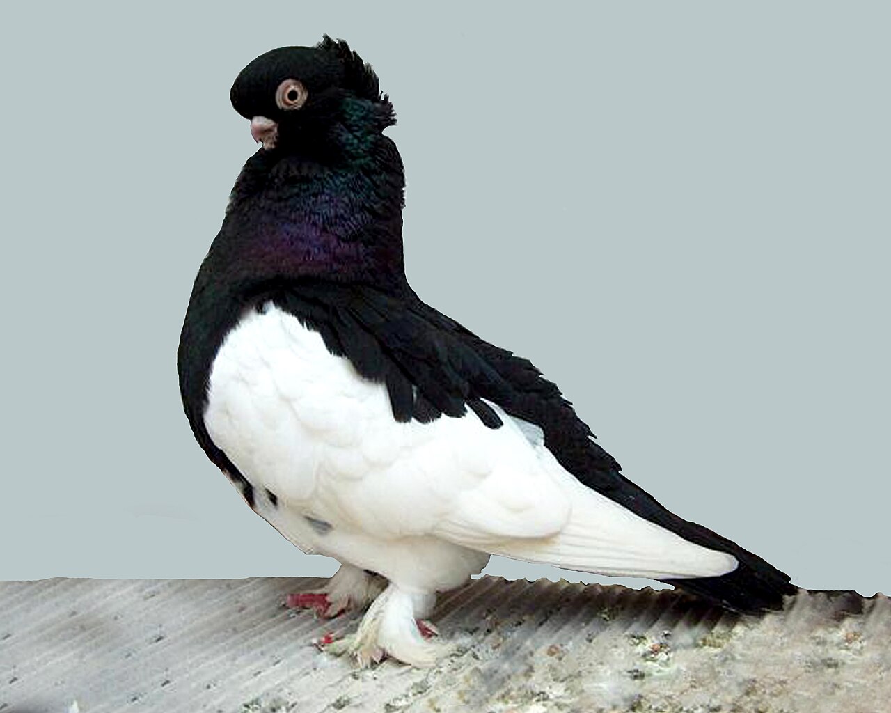 Ancient Tumbler pigeon