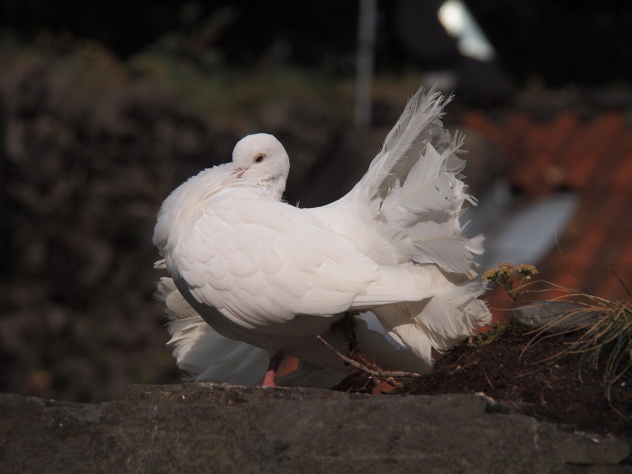 English Fantail pigeon