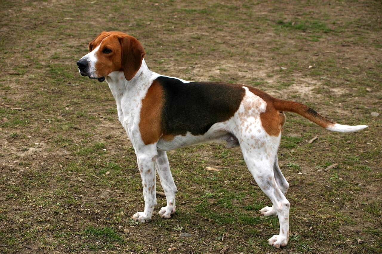 Anglo-Français de Petite Vénerie dog