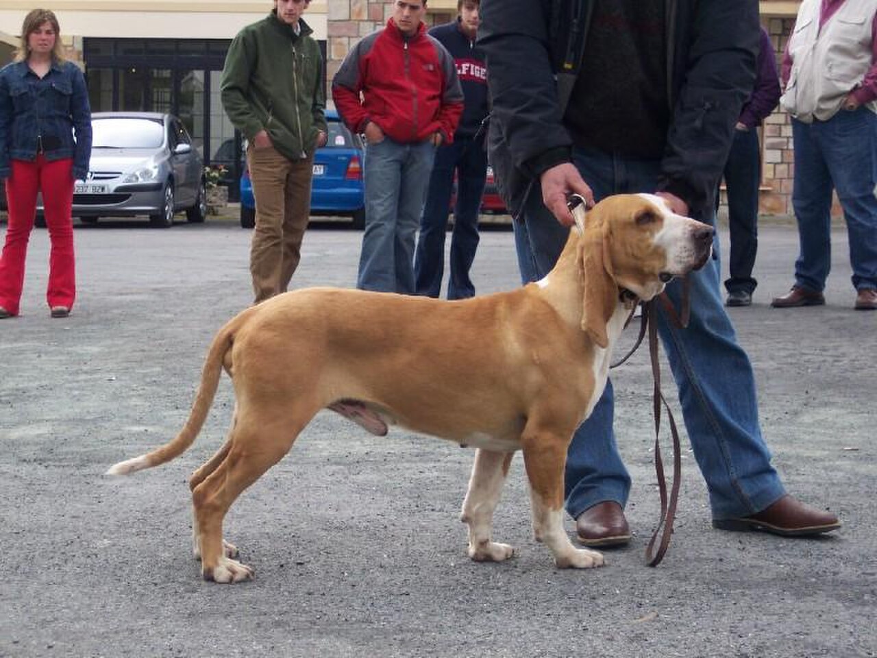 Sabueso Español dog